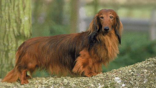 Standard long 2025 haired dachshund